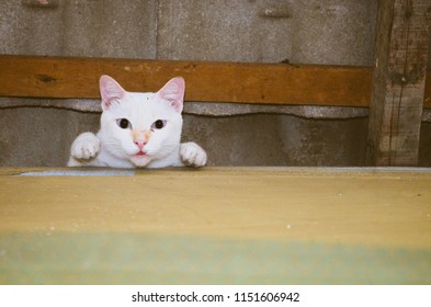 Cat By The Ceiling Images Stock Photos Vectors Shutterstock