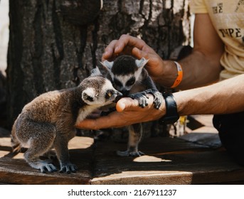 Help And Rescue Animals. Person Feeds A Lemur 