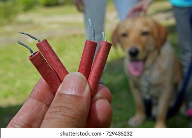 help your dog overcome their fear of fireworks/firecrackers.