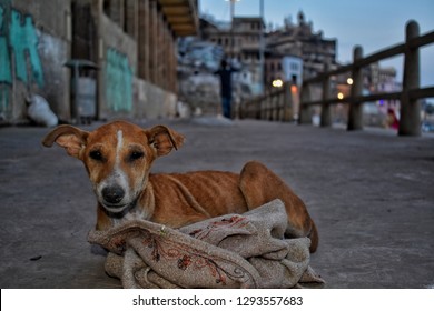 Helpless Street Dog Shivering With Cold 