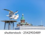 Helsinki city centre, Market Square, ferry pier, two birds flaunting themselves against the backdrop of the Cathedral.