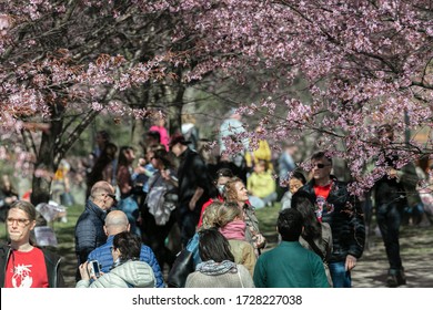 Helsinki.Finland, Roihuvuori Japanese-style park. May 09.2020.
People relax in a beautiful park, watch and take pictures as sakura blossoms.