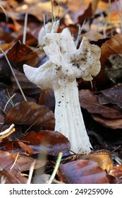 Helvella Crispa