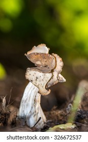 Helvella Crispa (mushroom)