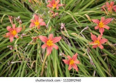 Hemerocalis Pink Damask