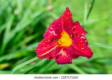 Hemerocallidoideae Beautiful Flower With Drops Of Rain