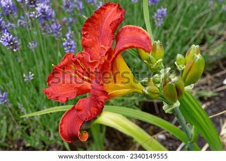 Hemerocallis 'Betty Ford' is a daylily with red flowers