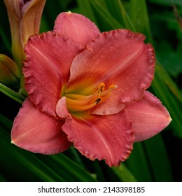 Hemerocallis 'Broadway Ingenue'  with pink flower and a red halo - Shutterstock ID 2143398185