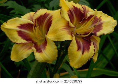 Hemerocallis 'Desperado Love'  with yellow flowers and maroon eyes