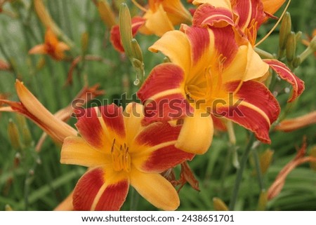 Hemerocallis 'Frans HAls', daylily with yellow and red blossoms