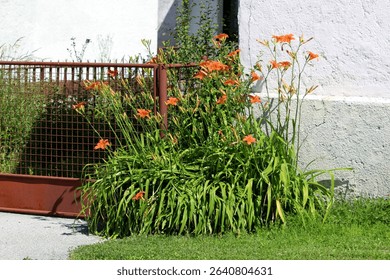 Hemerocallis fulva, orange daylily or ditch lily, forms a dense clump of arching green leaves and tall stems with trumpet-shaped orange flowers, blooming beside a rusty metal fence and white wall.