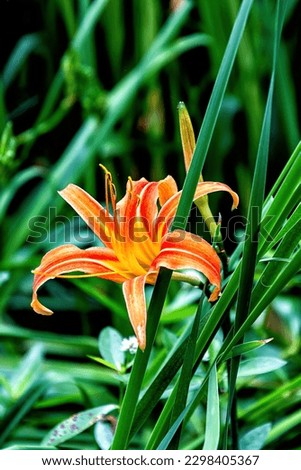 Hemerocallis fulva(rosso) beautiful pink flower in the garden.Flowers that symbolize Mother's Day in China