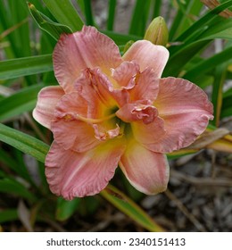 Hemerocallis 'Lacy Doily' is a daylily with pink double flowers