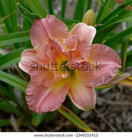 Hemerocallis 'Lacy Doily' is a daylily with pink double flowers
