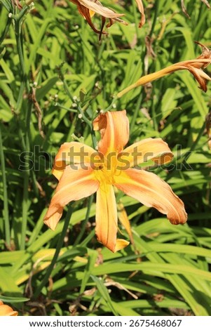 Hemerocallis 'Patsy Bickers', daylily, perennial with orange yellow blossoms
