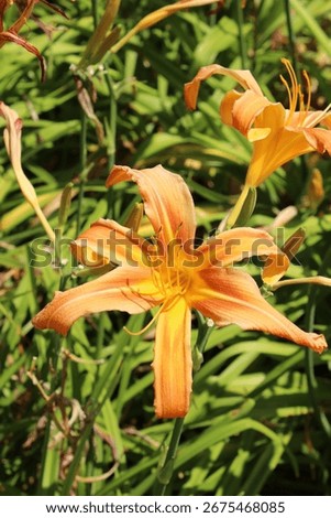 Hemerocallis 'Patsy Bickers', daylily, perennial with orange yellow blossoms
