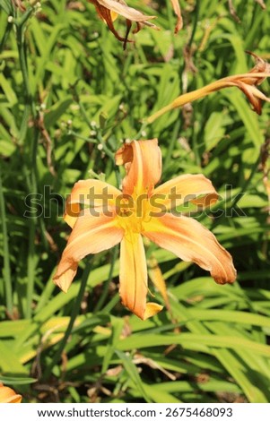 Hemerocallis 'Patsy Bickers', daylily, perennial with orange yellow blossoms
