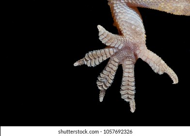 Hemidactylus turcicus foot (mediterranean house gecko)