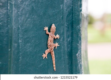 Hemidactylus Turcicus In The Green Wall