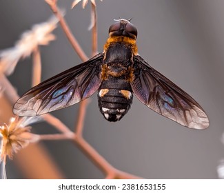 Hemipenthes is a large genus of flies belonging to the Bombyliidae (bee flies) family.