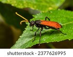 Hemipepsis ustulata is a species of tarantula hawk wasp. Tarantula hawks are a large, conspicuous family of long-legged wasps that prey on tarantulas. Monte Verde, Santa Elena, Costa Rica wildlife.