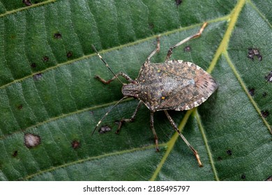 Hemiptera Bugs In The Wild, North China