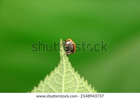 Similar – ladybird larva Environment