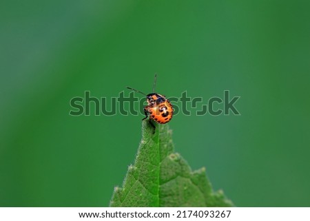 Similar – ladybird larva Environment