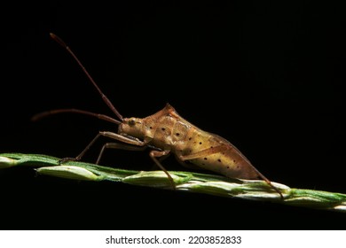 Hemiptera Close-up Photo On A Branch