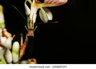Hemiptera Close-up Photo On A Branch