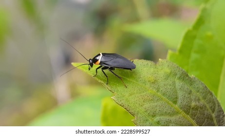 Hemithyrsocera palliata is a species of cockroach endemic to the South Asia.Pallid Sun Roach . - Shutterstock ID 2228599527
