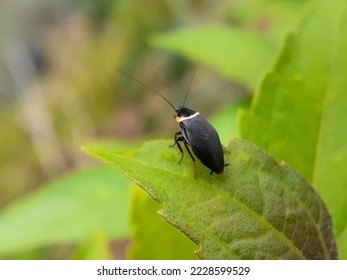 Hemithyrsocera palliata is a species of cockroach endemic to the South Asia.Pallid Sun Roach . - Shutterstock ID 2228599529