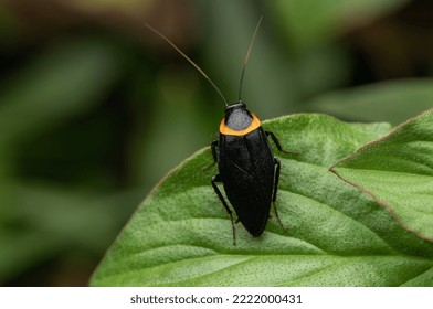 Hemithyrsocera palliata, a species of cockroach resting on a green leaf. They are usually called Pallid Sun Roach. They are endemic to South Asia. - Shutterstock ID 2222000431