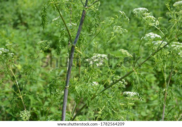 Hemlock Conium Maculatum Stem Showing Purple Stock Photo 1782564209 ...