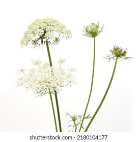 Hemlock (Conium Maculatum), Wildflower Tree