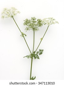 Hemlock; Spotted; Conium; Maculatum