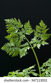 Hemlock; Spotted; Conium; Maculatum