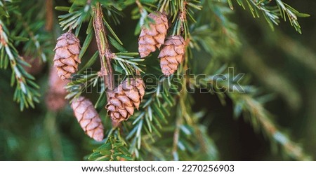 Hemlock tree cones and needles close up