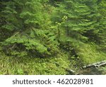 Hemlock trees line the pathway to Munising Falls in Pictured Rocks National Lakeshore, Alger County, Michigan