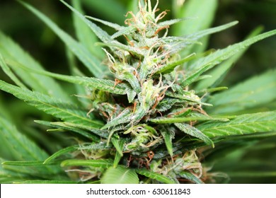 Hemp buds, marijuana plant detail, close-up of cannabis herb.