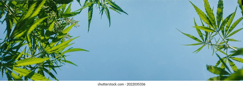 Hemp bushes, marijuana leaves, blue sky Cannabis abstract background Banner