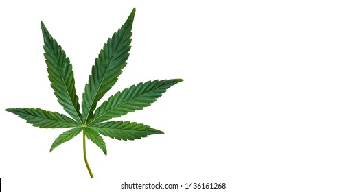 Hojas de cáñamo o cannabis aisladas en fondo blanco. Vista superior, planta plana. Plantilla o maqueta.