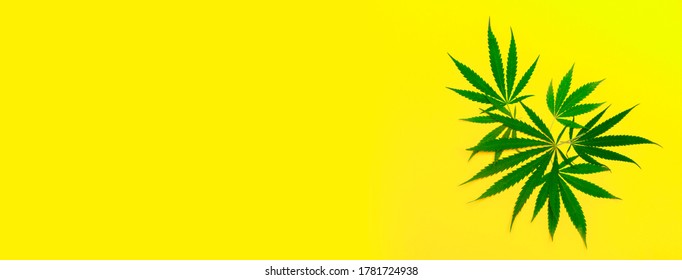 Hemp or cannabis leaf isolated on yellow background. Concept of medical tincture of marijuana. Trendy flat lay minimalism banner