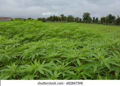 4,769 Jamaica cannabis Images, Stock Photos & Vectors | Shutterstock