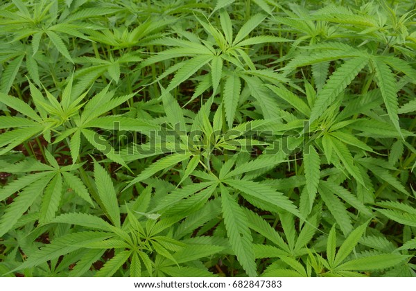 Hemp Cannabis Sativa L Grown North Stock Photo Edit Now 682847383