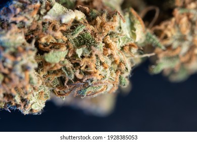 Hemp closeup of Bud. Weed blossom with THC and CBD. Drug and Medicine in one plant