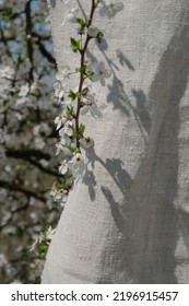 Hemp Fabric And Blooming Tree On A Sunny Day. Growing Demand For Natural Fibers.