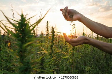 Hemp Farmer Holding Cannabis Seeds In Hands On Farm Field Outside.