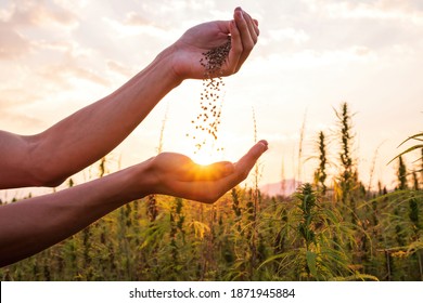 Hemp Farmer Holding Cannabis Seeds In Hands On Farm Field Outside.