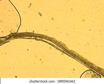 Hemp Fiber Under A Microscope